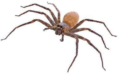 What Makes Spiders Frightening and Disgusting to People?